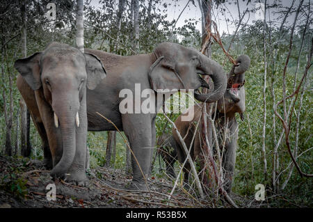 Drei Elefanten Spülsystem für die Vegetation (Essen) durch den dichten Dschungel von Chiang Mai, Thailand, Asien. Stockfoto