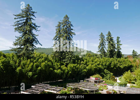 Ein vapeur Cevennen, Bambouseraie de Parafrance, Botanischer Garten, Anduze, Saint-Jean-Du-Gard, in der Nähe von Anduze, Gard, Languedoc-Roussillon, Fran Zug Stockfoto