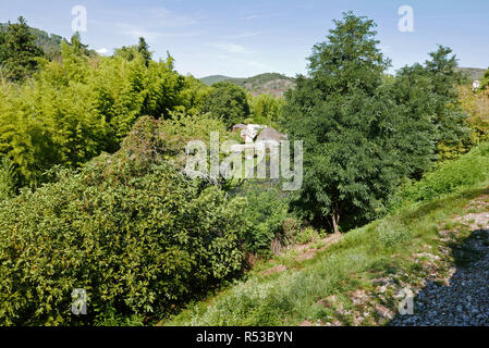 Ein vapeur Cevennen, Bambouseraie de Parafrance, Botanischer Garten, Anduze, Saint-Jean-Du-Gard, in der Nähe von Anduze, Gard, Languedoc-Roussillon, Fran Zug Stockfoto