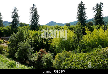 Ein vapeur Cevennen, Bambouseraie de Parafrance, Botanischer Garten, Anduze, Saint-Jean-Du-Gard, in der Nähe von Anduze, Gard, Languedoc-Roussillon, Fran Zug Stockfoto