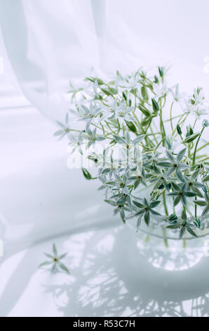 Blumen Der hyazinthe Familie. Zarte weiße Blumen in einer Vase auf dem Fenster. Ornithogalum. Stockfoto