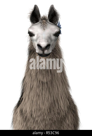 3D-Rendering Llama oder Lama auf Weiß Stockfoto