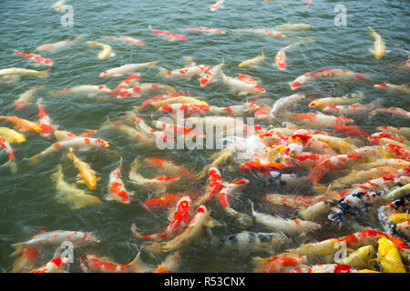 Koi-Karpfen im Teich Stockfoto