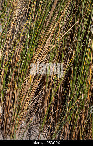 Marram Gras (Ammophila arenaria) wächst auf Sand dune Stockfoto