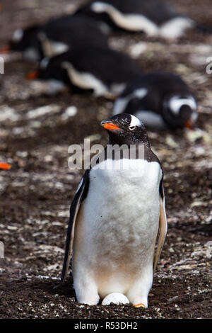 Ein Gentoo Pinguin zeigt seine neu verlegten Ei an eine Kolonie auf der Karkasse Insel auf den Falklandinseln Stockfoto