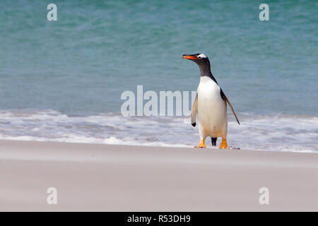 Ein Gentoo Pinguin erscheinenden tropische am weißen Sandstrand von Leopard Beach, Korpus Island, Falkland Inseln Stockfoto