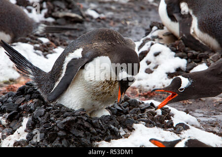 Gentoo Penguins am Yankee Hafen, Greenwich Island in der Antarktis Stockfoto