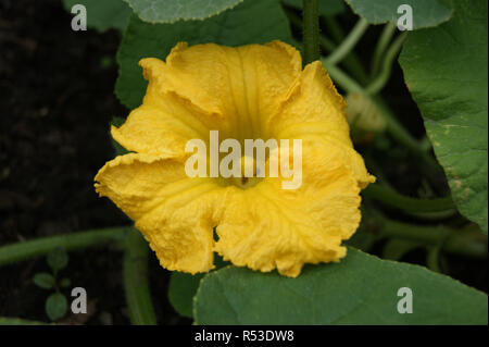 Blume der pflanzlichen Melone Stockfoto