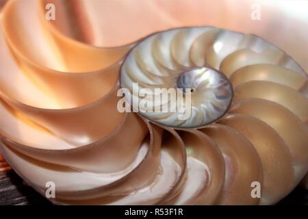 Meeresschnecke Symmetrie Fibonacci Hälfte Querschnitt Spirale golden ratio Struktur Wachstum Nahaufnahme zurück leuchtet Perlmutt close up (pompilius Nautilus) Stockfoto