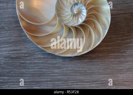 Meeresschnecke Symmetrie Fibonacci Hälfte Querschnitt Spirale golden ratio Struktur Wachstum Nahaufnahme zurück leuchtet Perlmutt close up (pompilius Nautilus) Stockfoto