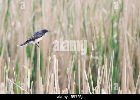 Eastern Kingbird im Schilf Stockfoto