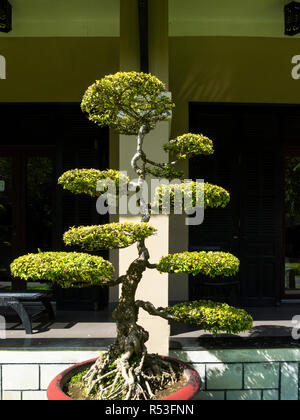 Schönes Beispiel für eine ausgereifte Bonsai Baum eine japanische Kunstform mit Anbautechniken kleine Bäume in Containern Vietnam Asien zu produzieren Stockfoto