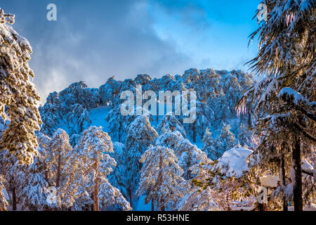 Verschneiten Kiefernwald in Troodos-gebirge, Zypern. Stockfoto