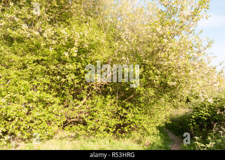 Ein wundervolles Frühling Szene der stille Schönheit weg durch im Land wild zu gehen Stockfoto