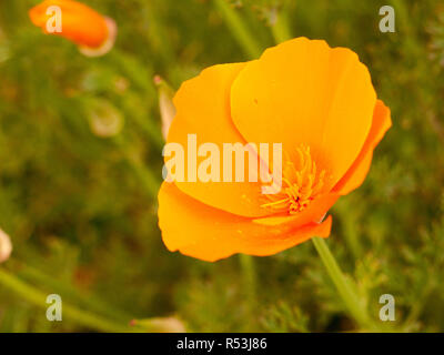 Orange Blüte öffnen sich im Sonnenlicht im Spätsommer am Nachmittag Stockfoto