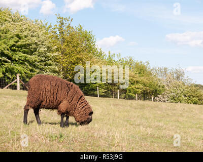 Eine einzelne braun beschichtet Schafe in einem Feld in der Landschaft in Colchester Essex in England im Vereinigten Königreich selbst Essen und Entspannen auf dem Gras auf der Suche sehr schön und niedlich Stockfoto