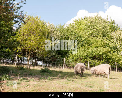 Zwei Schafe weiden und ruhen in einem Feld in einem Sommertag am Nachmittag Zeit mit dem Rücken zur Kamera Stockfoto