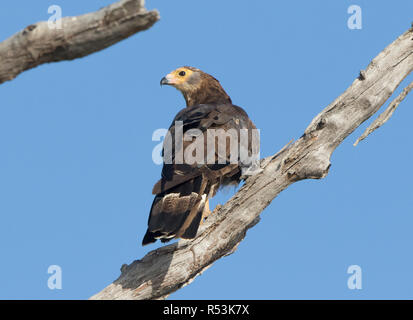 African Harrier Hawk (Polyboroides typus) Stockfoto