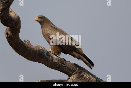 African Harrier Hawk (Polyboroides typus) Stockfoto