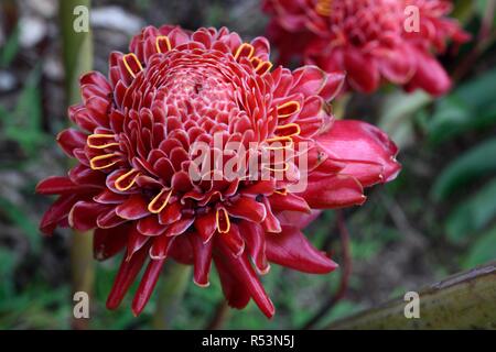 Etlingera elatior, auch bekannt als Fackel-Ingwer, Ingwerblume, rote Ingwerlilie, philippinische Wachsblume, indonesischer großer Ingwer Stockfoto