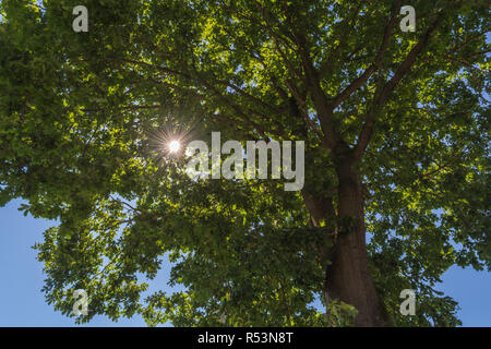 Sonnenstrahlen durch tree top. s. Stockfoto