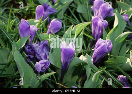 Crocus vernus Blüte Datensatz in den Park gewachsen. Frühling in den Niederlanden. Stockfoto