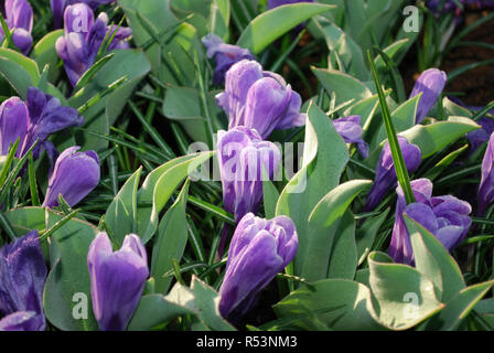 Crocus vernus Blüte Datensatz in den Park gewachsen. Frühling in den Niederlanden. Stockfoto