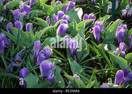 Crocus vernus Blüte Datensatz in den Park gewachsen. Frühling in den Niederlanden. Stockfoto