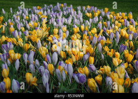 Crocus vernus Erinnerung und Krokus Gelb in den Park gewachsen. Frühling in den Niederlanden. Stockfoto