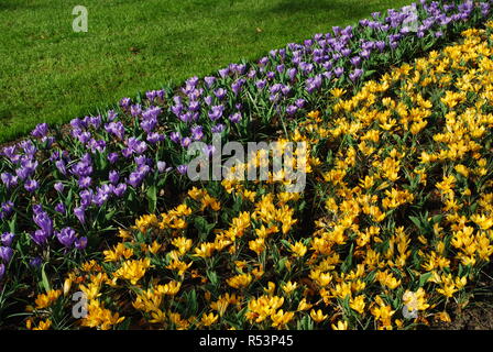 Crocus vernus Erinnerung und Krokus Gelb in den Park gewachsen. Frühling in den Niederlanden. Stockfoto