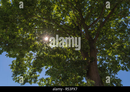 Sonnenstrahlen durch tree top. Stockfoto