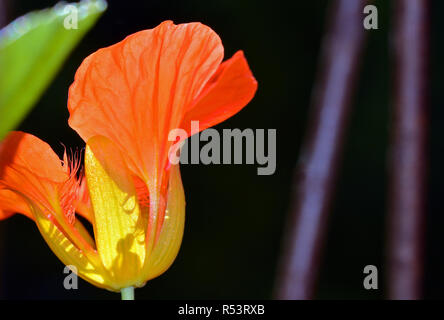 Grosse Kapuzinerkresse (tropaeolum majus) Stockfoto