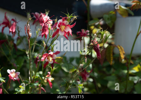 Rote und weiße Akelei Blumen in voller Blüte Stockfoto