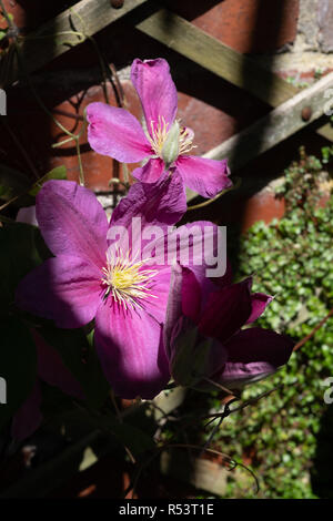 Purple Clematis Blumen in voller Blüte im Garten. Stockfoto