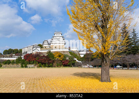 Himeji Castle und Ginkgo Baum im Herbst Stockfoto