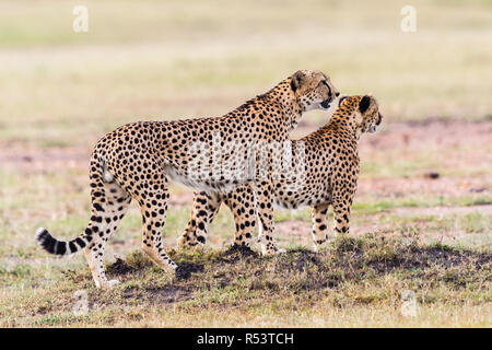 Paar Geparden mit Blick auf die Savanne in Masai Mara Stockfoto