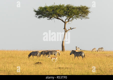 Zebras und Gazellen an einem einsamen Baum in der Savanne Stockfoto