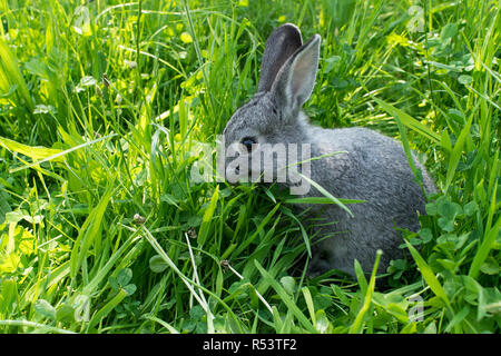 Graue Kaninchen auf der Wiese Stockfoto