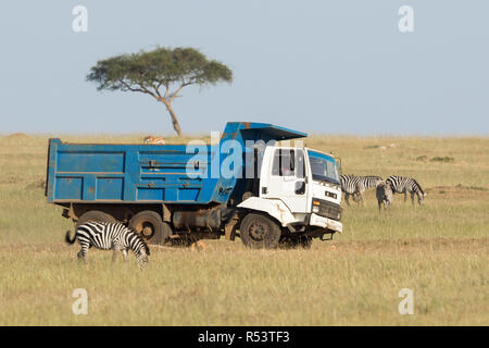 Lkw Fahren auf der Savanne unter den wilden Tieren Stockfoto
