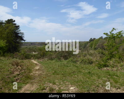 Deutschland, Nordrhein-Westfalen: Naturschutzgebiet Wahner Heide Stockfoto