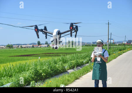 Peking, der chinesischen Provinz Jilin. 6. Juli 2016. Ein Arbeiter prüft die wachsende Zustand der Reis mit einer Drohne am Bauernhof in Sanhe Xingde Dorf Huinan County, im Nordosten Chinas in der Provinz Jilin, 6. Juli 2016. Credit: Zhang Nan/Xinhua/Alamy leben Nachrichten Stockfoto