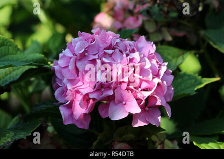 Hydrangea oder Hortensia garten Strauch mit mehreren dunkel rosa Blüten mit spitzen Blütenblätter mit dicken grünen Blätter und andere Vegetation umgeben Stockfoto