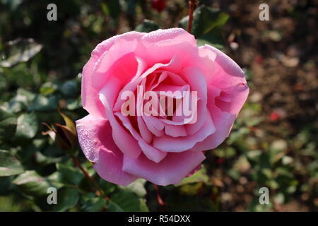 Große rosa Rose mit dicken Petalen mit kleinen Wassertropfen von Morgentau mit dunkelgrünen Blättern und anderen Garten Vegetation im Hintergrund Stockfoto
