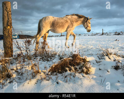 Pferd im Winter bei Neuschnee Stockfoto