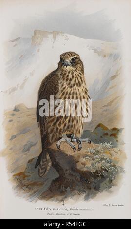 Island Falcon, Weibliche unreif. Farbige Abbildungen der Vögel der Britischen Inseln. London: R. H Porter, 1885-97. Quelle: C 194 b 162 Band 1, Seite 31. Autor: Powys, Thomas Littleton, 4. Baron Liford. Stockfoto