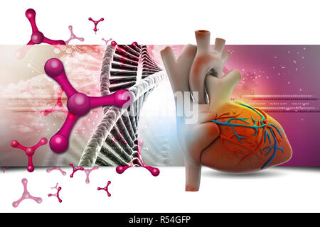 Menschliches Herz Stockfoto