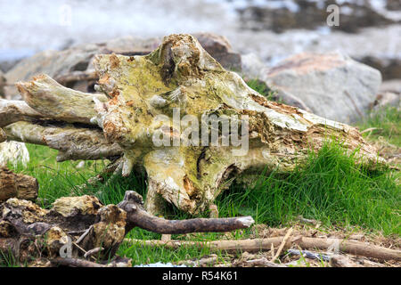 Alte angeschwemmte Baumstumpf Stockfoto