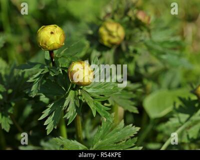 Angehende trollblume (trollius europaeus) im Schwarzen Moor Stockfoto