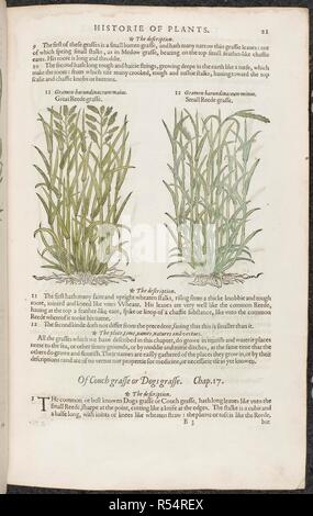 Große Schilfgras und kleine Schilfgras. Botanische Zeichnungen und Beschreibungen der Pflanzen. Die herball oder Allgemeine Historie des Plantes. London: Iohn Norton, 1597. Quelle: 35. g. 13-14. Seite 21. Sprache: Englisch. Autor: Gerard, John. Stockfoto