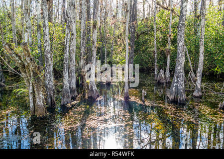 Sumpf mit Teich Zypressen entlang der Loop Road in Big Cypress National Preserve, Everglades, Florida, USA Stockfoto